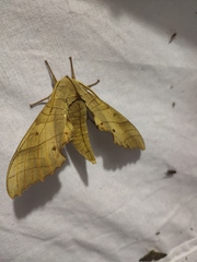 Marumba sperchius