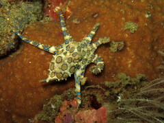 Hapalochlaena lunulata