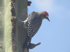 Melanerpes hypopolius