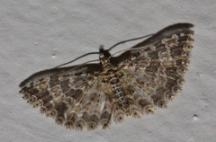 Alucita spicifera