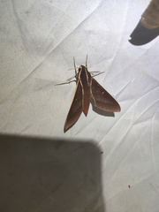 Theretra pallicosta