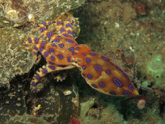 Hapalochlaena lunulata