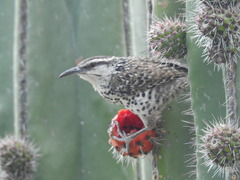 Campylorhynchus