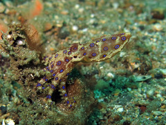 Hapalochlaena lunulata
