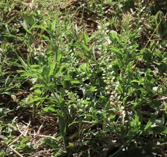 Lepidium virginicum