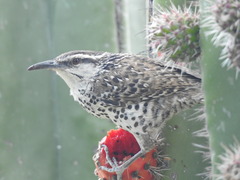 Campylorhynchus