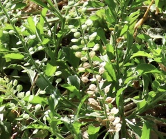 Lepidium virginicum