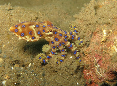 Hapalochlaena lunulata