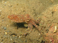 Hapalochlaena lunulata