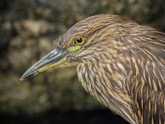 Nycticorax nycticorax obscurus