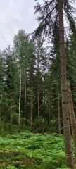 Picea × fennica
