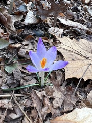 Crocus tommasinianus