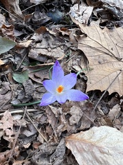 Crocus tommasinianus
