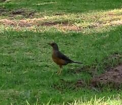 Turdus olivaceus