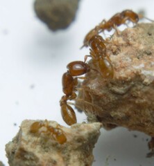 Neivamyrmex punctaticeps