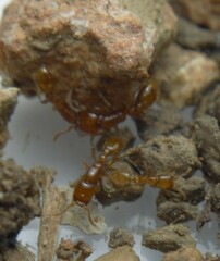 Neivamyrmex punctaticeps