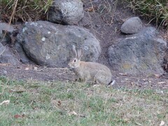 Oryctolagus cuniculus cuniculus