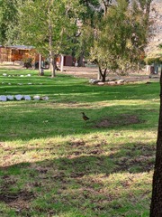 Turdus olivaceus