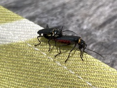 Chauliognathus magellanicus