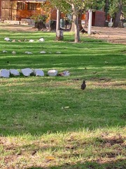 Turdus olivaceus
