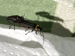 Chauliognathus magellanicus