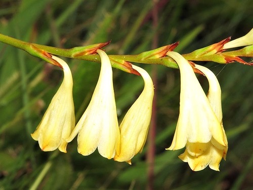 Watsonia image