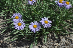 Erigeron ursinus