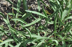 Erigeron ursinus