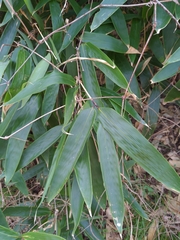 Pseudosasa japonica