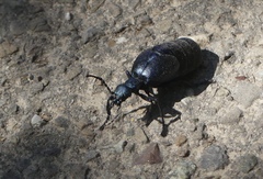 Meloe proscarabaeus