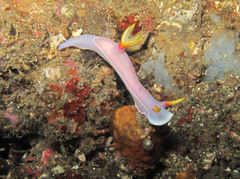 Hypselodoris bullockii
