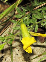 Pearsonia aristata