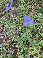Tradescantia ohiensis