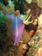 Hypselodoris bullockii