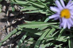 Erigeron ursinus