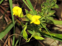 Pearsonia aristata