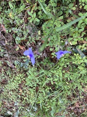 Tradescantia ohiensis