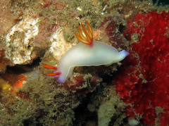 Hypselodoris bullockii