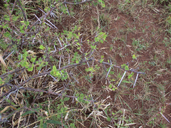 Vachellia tortilis