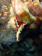 Hypselodoris decorata