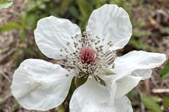 Rubus trivialis
