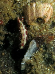 Hypselodoris decorata