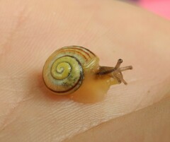 Cepaea hortensis