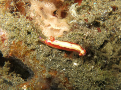 Hypselodoris decorata