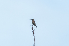 Nectarinia johnstoni