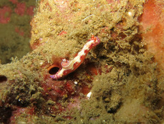 Hypselodoris decorata