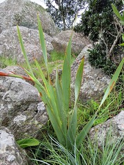 Watsonia pulchra image