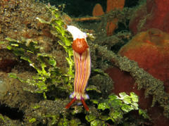Hypselodoris emma