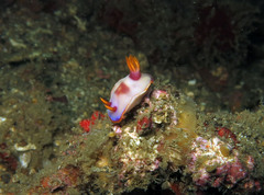 Hypselodoris iba
