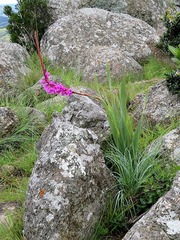 Watsonia pulchra image